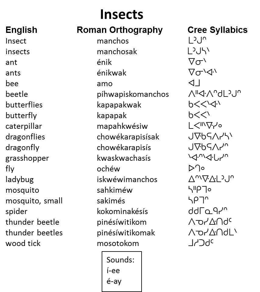 Small Insects With Names
