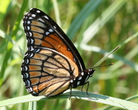 Insect questions