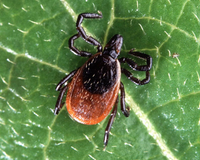 Ixodes tick